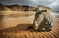 Zebra na plaży - fototapeta