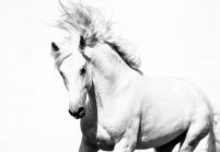Papierowa fototapeta przedstawiajaca białego konia