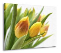 Żółte tulipany - Obraz na płótnie