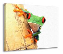 Żaba z bliska - Obraz na płótnie