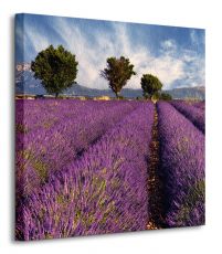 Lavender field in Provence, France - obraz na płótnie