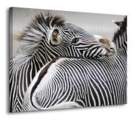 Zebra - Obraz na płótnie