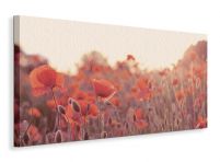 Field of Poppies - obraz na płótnie