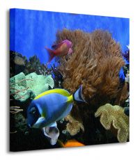 Ryby Akwariowe - Obraz na płótnie