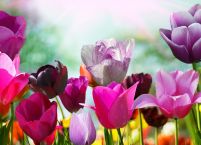 Kolorowe Kwiaty - fototapeta