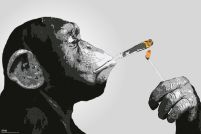 Steez. Szympans zapalający papierosa.