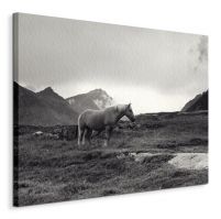 Grazing Together, Lofoten Islands - Obraz na płótnie 60x80 cm