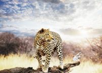 Leopard - fototapeta