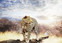 Leopard - fototapeta 366x254 cm