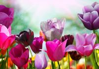 Piękne wiosenne kwiaty - fototapeta 366x254 cm