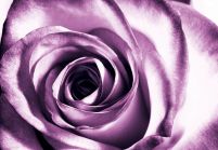 Purpurowa róża - fototapeta 366x254 cm