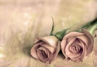 Samotne róże - fototapeta 366x254 cm