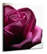 Smutna Róża - Obraz na płótnie