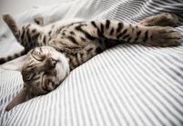 Śpiący Kot - fototapeta 366x254 cm