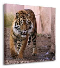 Tygrys Alfa - obraz na płótnie