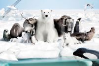 plakat ze zwierzętami żyjącymi w arktyce, niedźwiedziem, morsem, fokami, orką, lisami