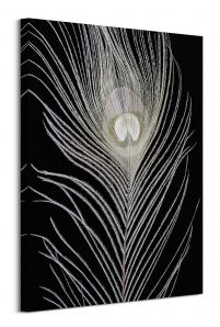 White Peacock Feather - obraz na płótnie