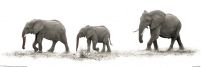 The Elephants - plakat
