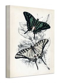 Butterflies I - obraz na płótnie