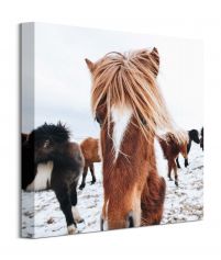 Icelandic Horse - obraz na płótnie