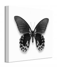 Czarny Motyl - obraz na płótnie 40x40 cm