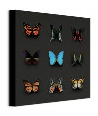 Kolorowe Motyle - obraz na płótnie 40x40 cm