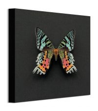 Kolorowy Motyl - obraz na płótnie 30x30 cm