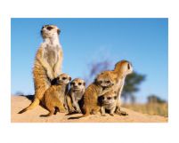 Meerkats Babysitter - reprodukcja