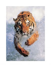 Running Wild - Biegnący Tygrys - reprodukcja