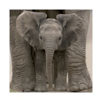Reprodukcja na ścianę przedstawiająca małego słonia