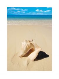 Reprodukcja przedstawiająca muszlę na plaży