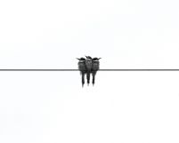 Black Swallow - plakat