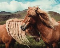 Horses with mane - plakat 50x40 cm