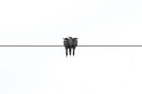 Black Swallow - plakat