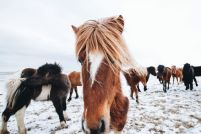 Icelandic Horse - plakat