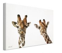Obraz na płótnie z dwoma żyrafami
