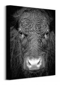 Krowa - obraz na płótnie