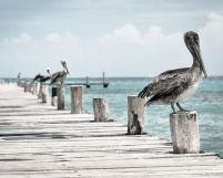 Pelikany na molo - plakat
