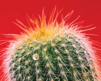 Kaktus - plakat