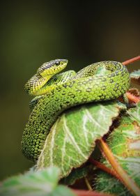 Zielony Wąż - plakat
