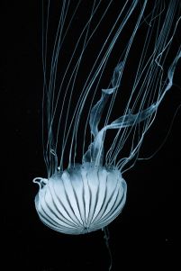 Meduza - plakat