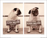 Pugsy Malone - reprodukcja