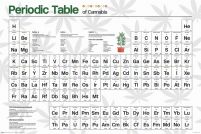 Śmieszny plakat Układ Okresowy Konopi indica sativa zioło marihuana ziółko thc