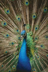 Mr. Peacock - plakat
