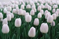 Białe Tulipany - plakat
