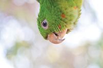 Green Parrot - plakat