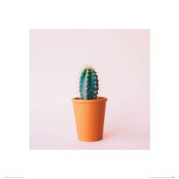 Kaktus - reprodukcja