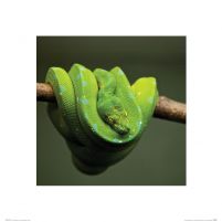 Zielony Wąż - reprodukcja