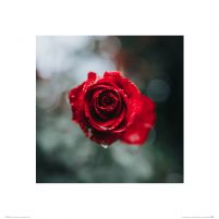 Czerwona Róża - reprodukcja 40x40 cm