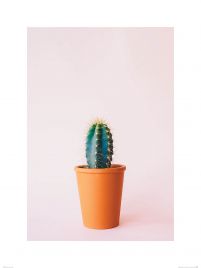 Kaktus - reprodukcja